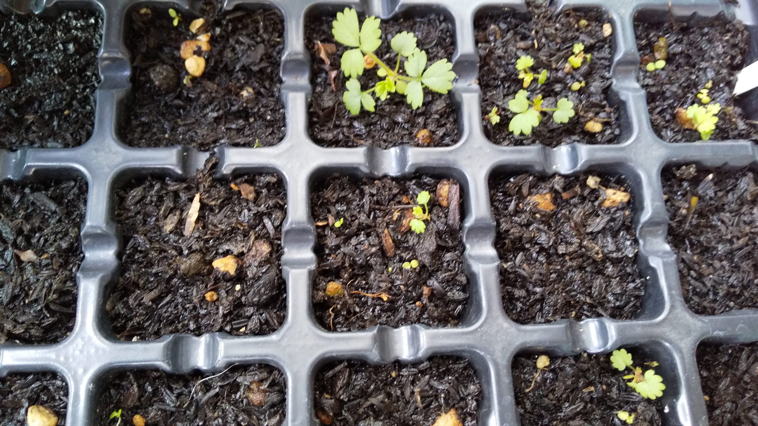 9月に種まきしたワイルドストロベリーの様子 気ままな日々
