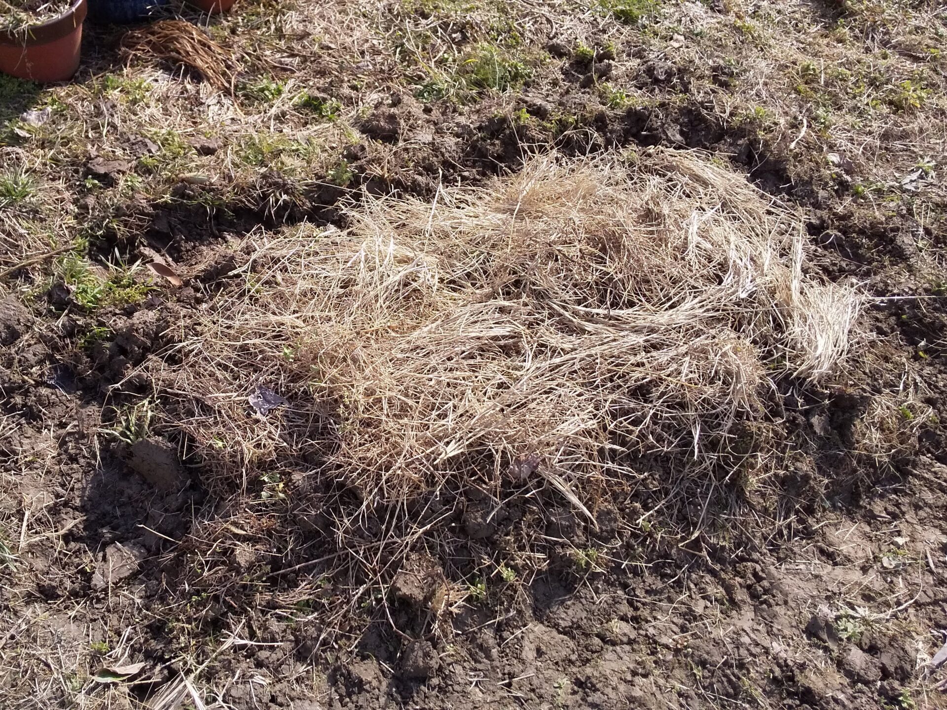 ミニ畝作り 畑を紡ぐ