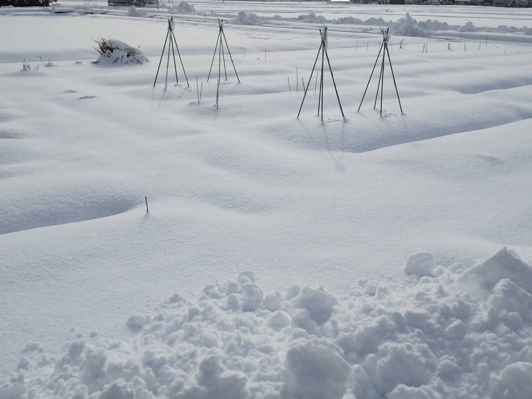 2月のドカ雪 | 畑を紡ぐ