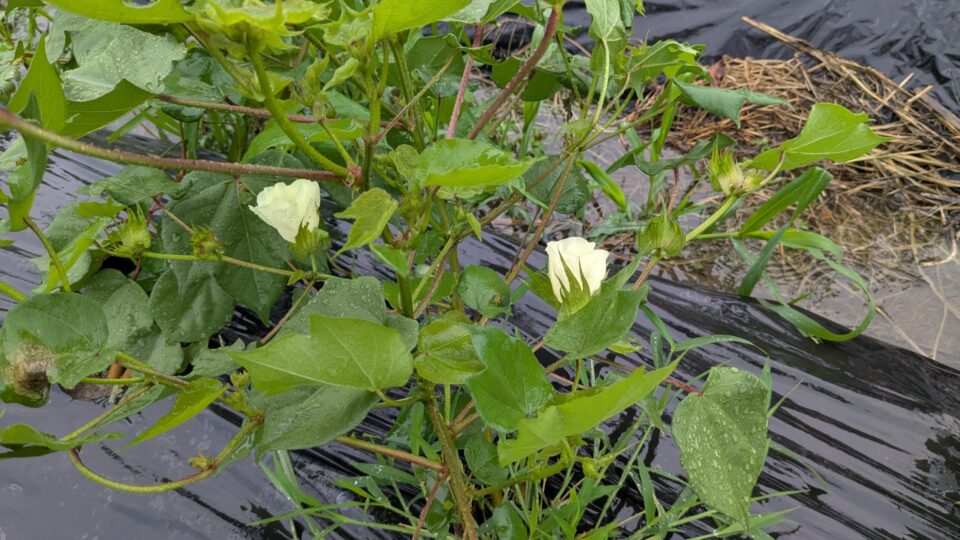 緑綿　花