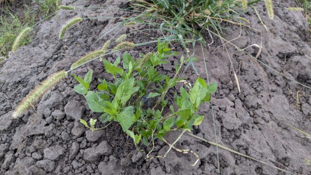 藍　栽培　粘土