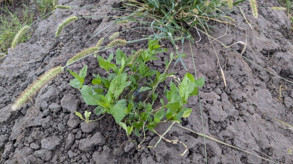 藍　栽培　粘土