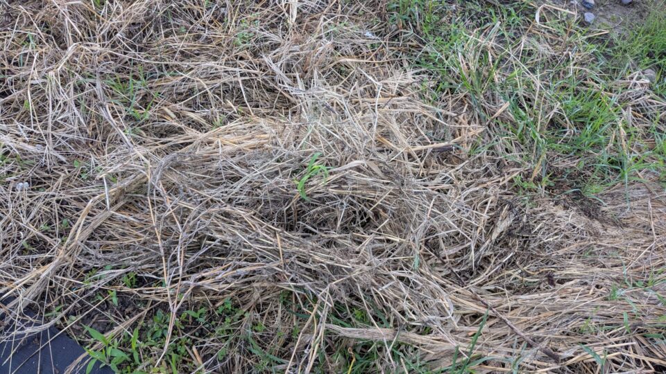 菌ちゃんプランター 枯れ草