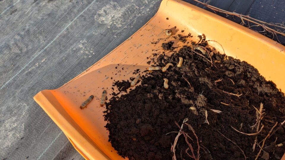 菌ちゃんプランター コガネムシ