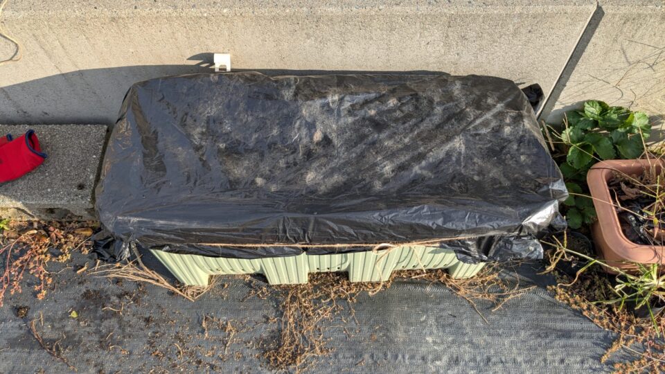 菌ちゃんプランター 3年目