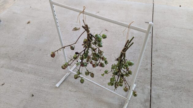 綿　収穫後　吊るす