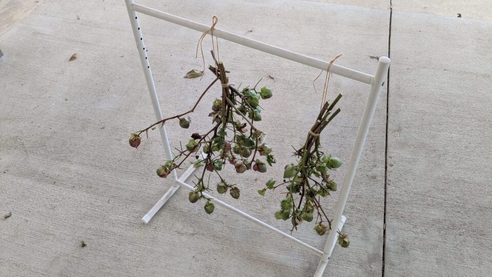 綿 収穫後 吊るす