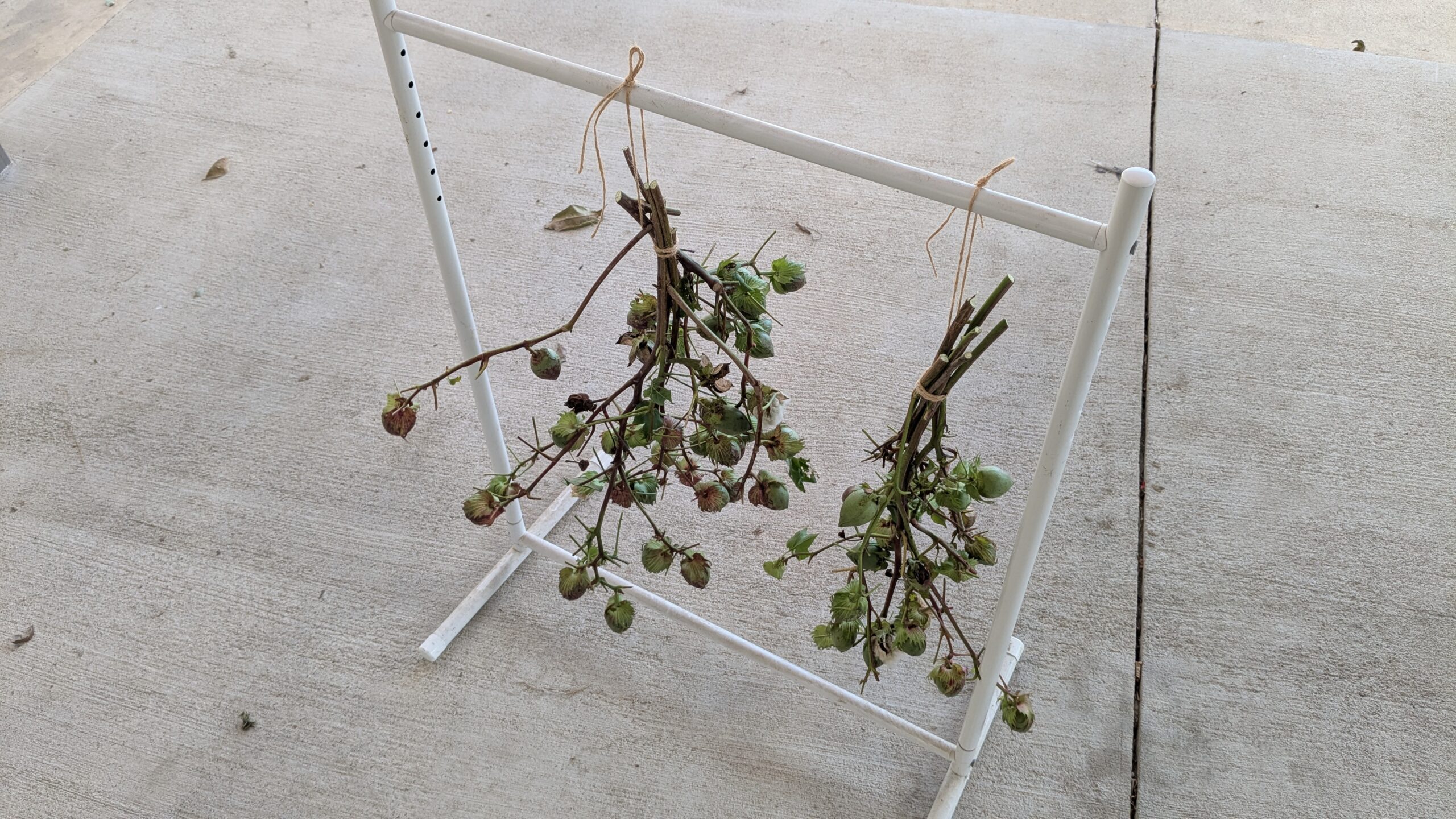 綿　収穫後　吊るす