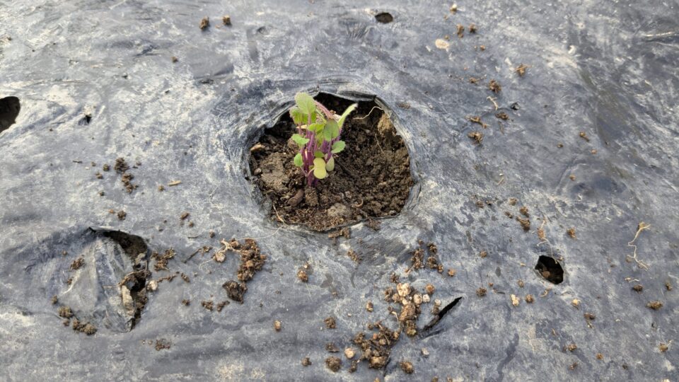 のらぼう菜　植え替え