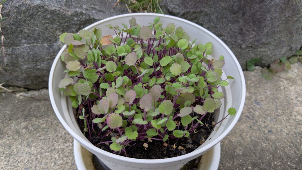 のらぼう菜　プランター