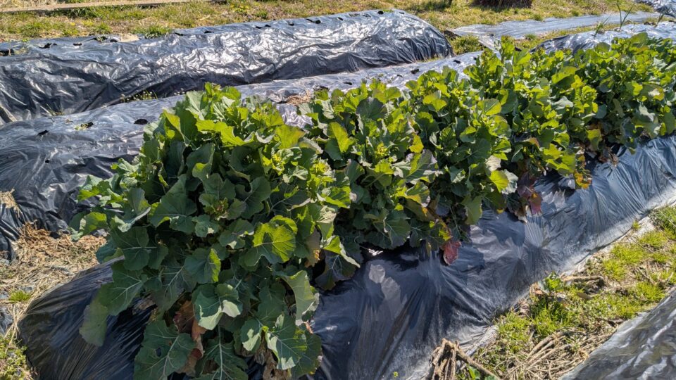 のらぼう菜 自家採取