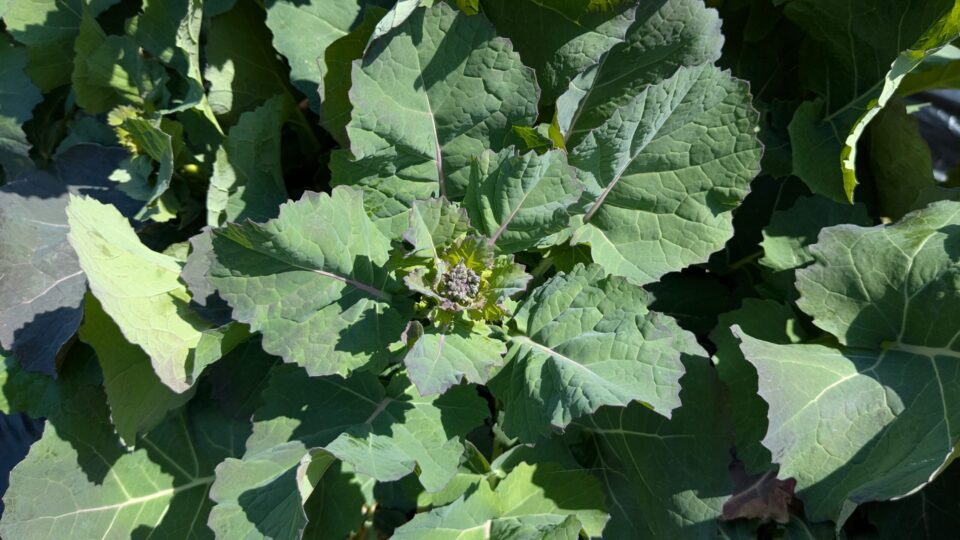 のらぼう菜 北陸 栽培