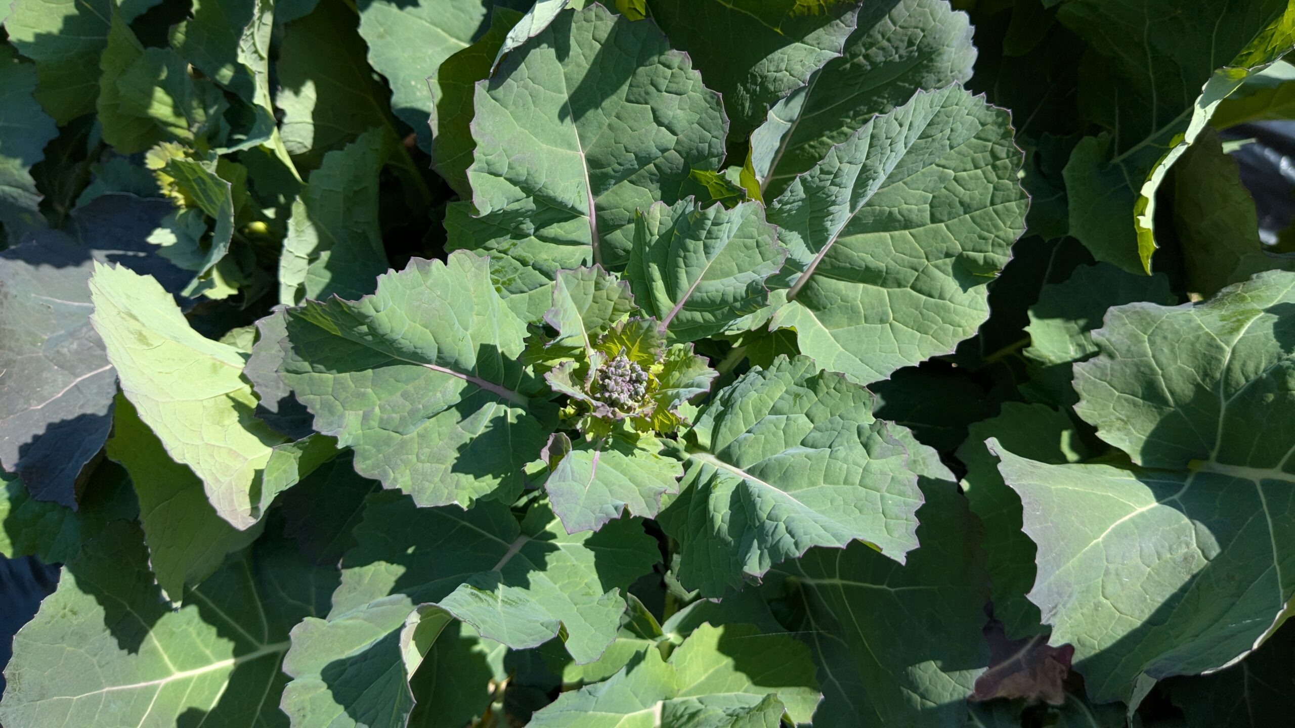 のらぼう菜　北陸　栽培