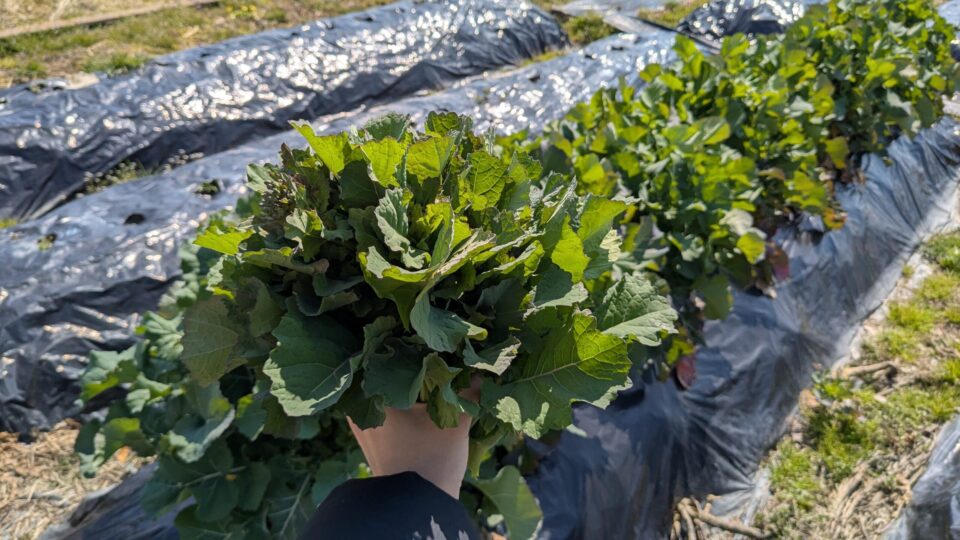 のらぼう菜 収穫 石川県