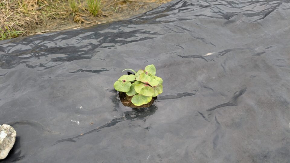 緑綿 発芽