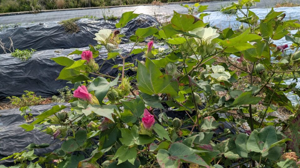洋綿 8月