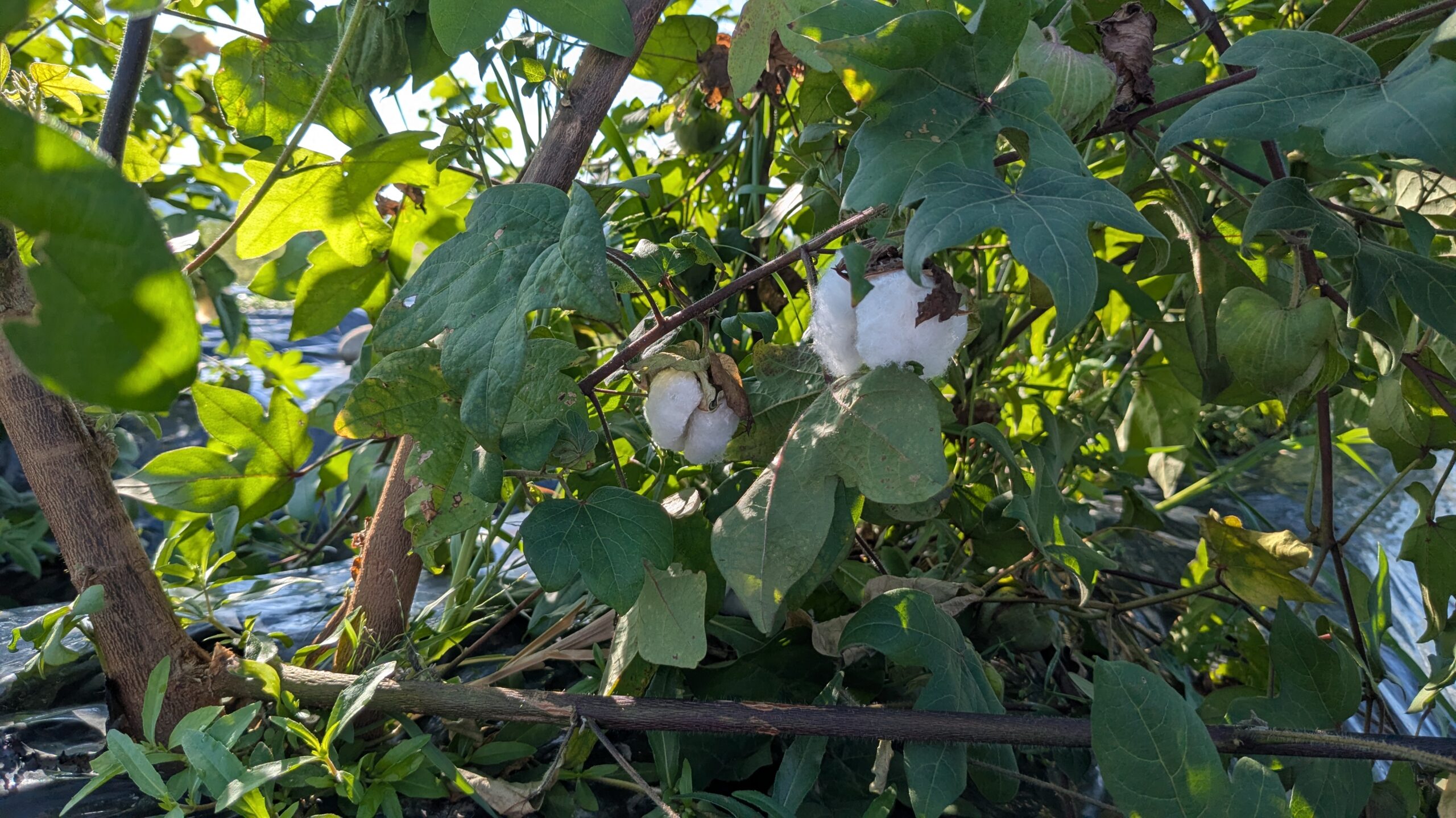 和綿　9月　白