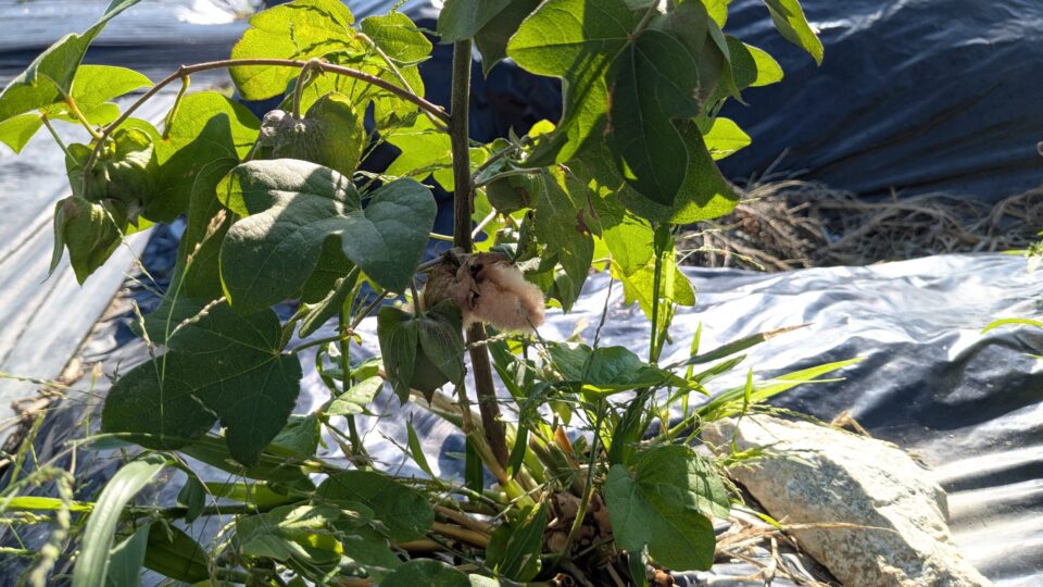 和綿 茶 9月
